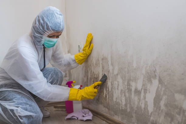 Mold Remediation for Vacation Homes in South Daytona, FL